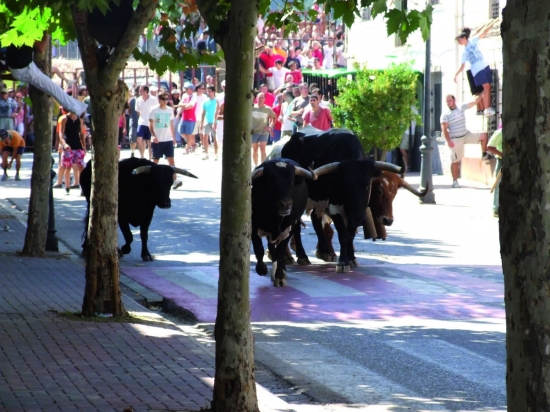 Encierros en Paterna del Madera Encierros