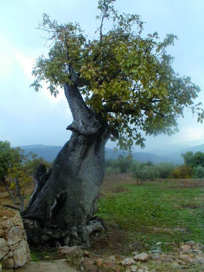 Socovos Árbol singular Noguera del Arco (Socovos)