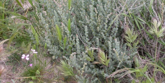 Microrreserva Saladar de Agram&oacute;n
