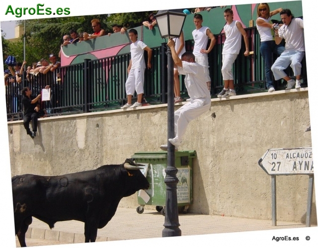Encierros en Pe&ntilde;as de San Pedro