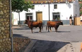 Encierros en Villaverde de Guadalimar
