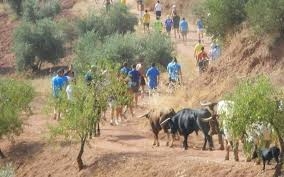Encierros en Bogarra