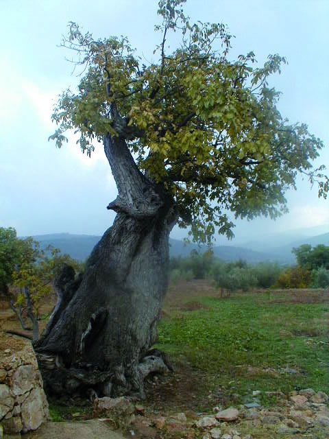 Socovos Árbol singular Noguera del Arco (Socovos)