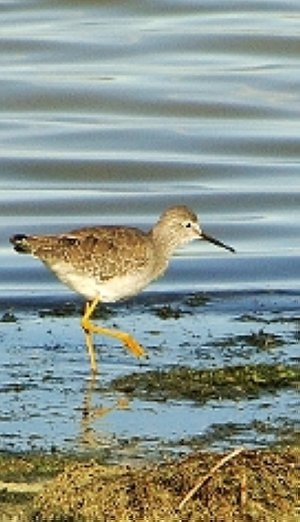 Un pájaro de interés nacional