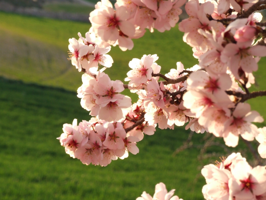 Almendros en flor 