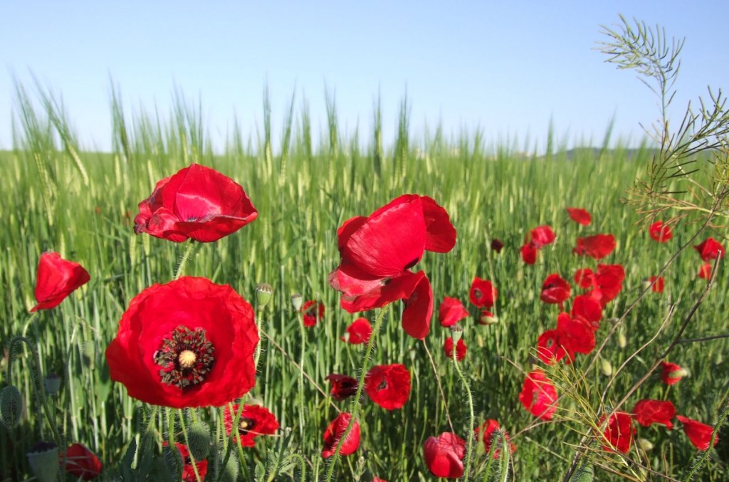 Amapolas en campos de primavera