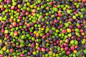 Aceite de Oliva Virgen Extra 