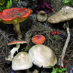 Fungus Tourism
